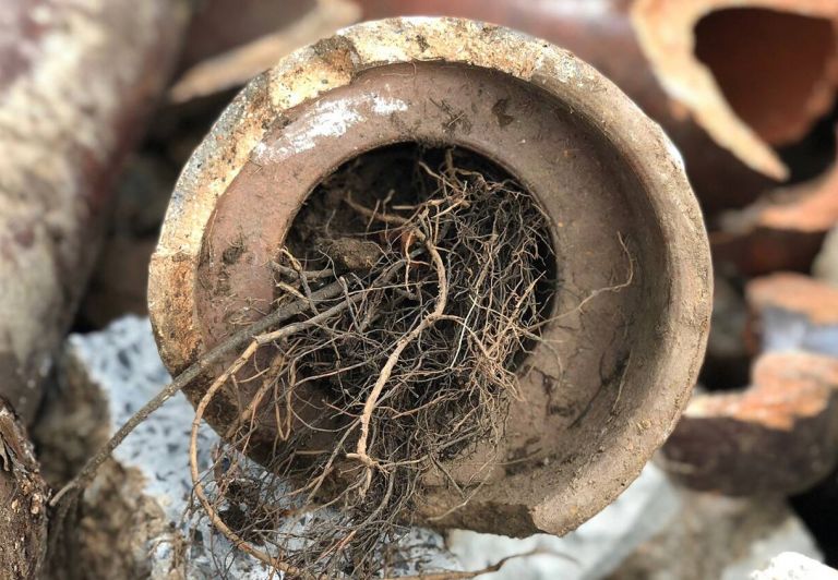 tree roots in the sewer sml