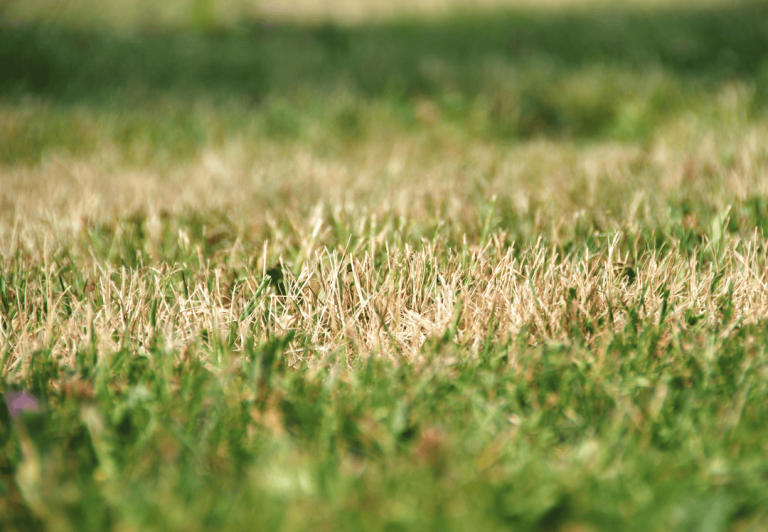 Irrigation plumbing dry lawn