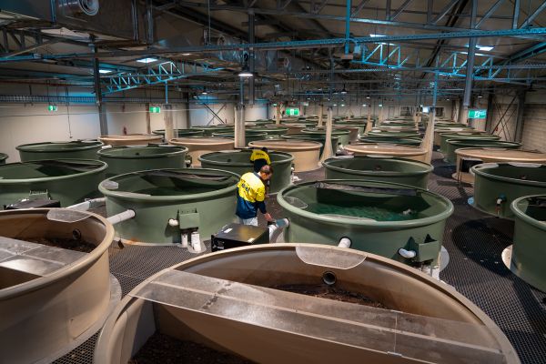 Large-scale industrial plumbing infrastructure installation with multiple systems and tanks