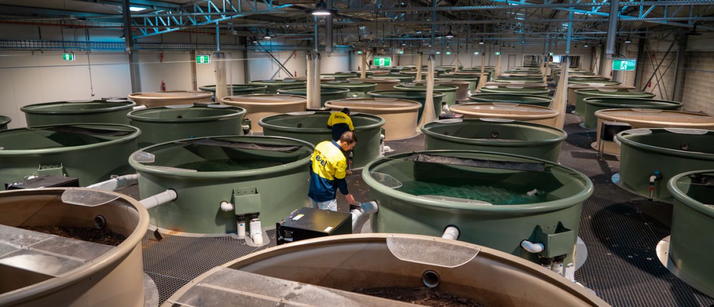 Level Plumbing Dubbo team inspecting specialised aquatic tanks at the Platypus Rescue HQ at Taronga Western Plains Zoo in Dubbo, NSW.