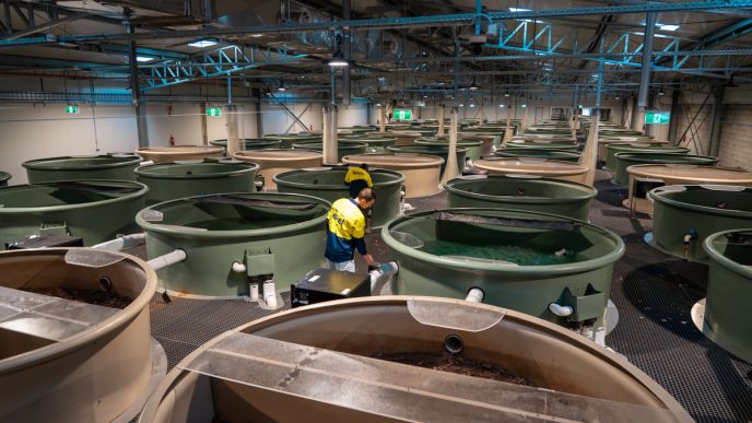 Level Plumbing Dubbo team inspecting specialised aquatic tanks at the Platypus Rescue HQ at Taronga Western Plains Zoo in Dubbo, NSW.