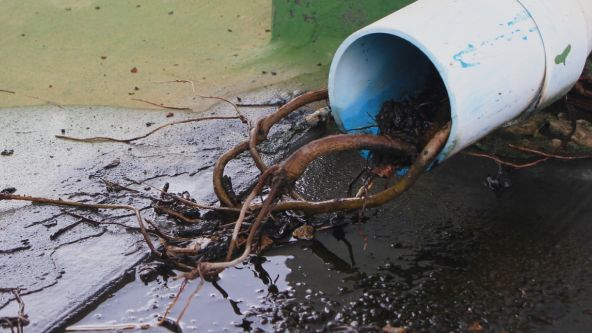 Plumbing Roots Blockage